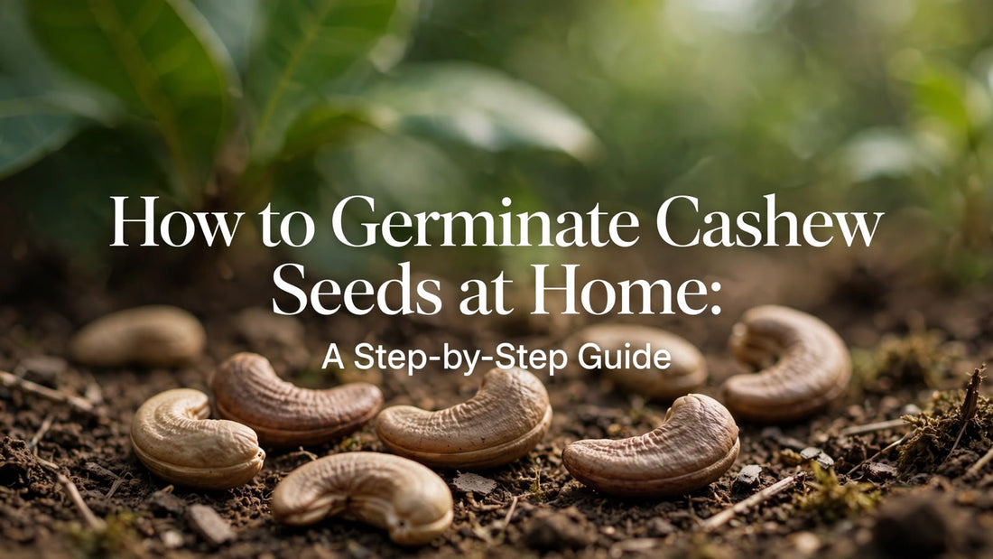 How to Germinate Cashew Seeds at Home: A Step-by-Step Guide