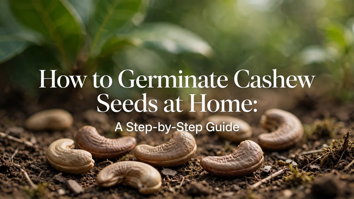 How to Germinate Cashew Seeds at Home: A Step-by-Step Guide