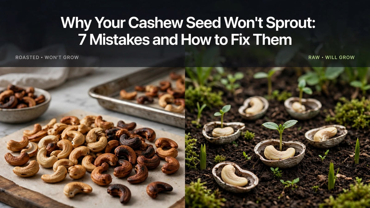 Why Your Cashew Seed Won't Sprout: 7 Mistakes and How to Fix Them
