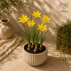 Rain Lily “Citrina” Yellow Seeds – 10 Seeds