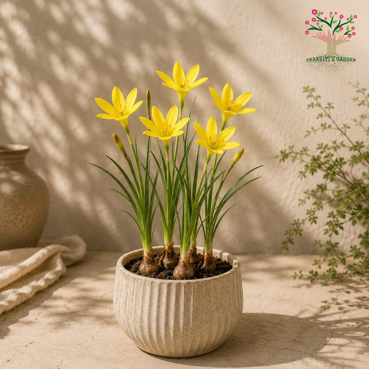 Rain Lily “Citrina” Yellow Seeds – 10 Seeds