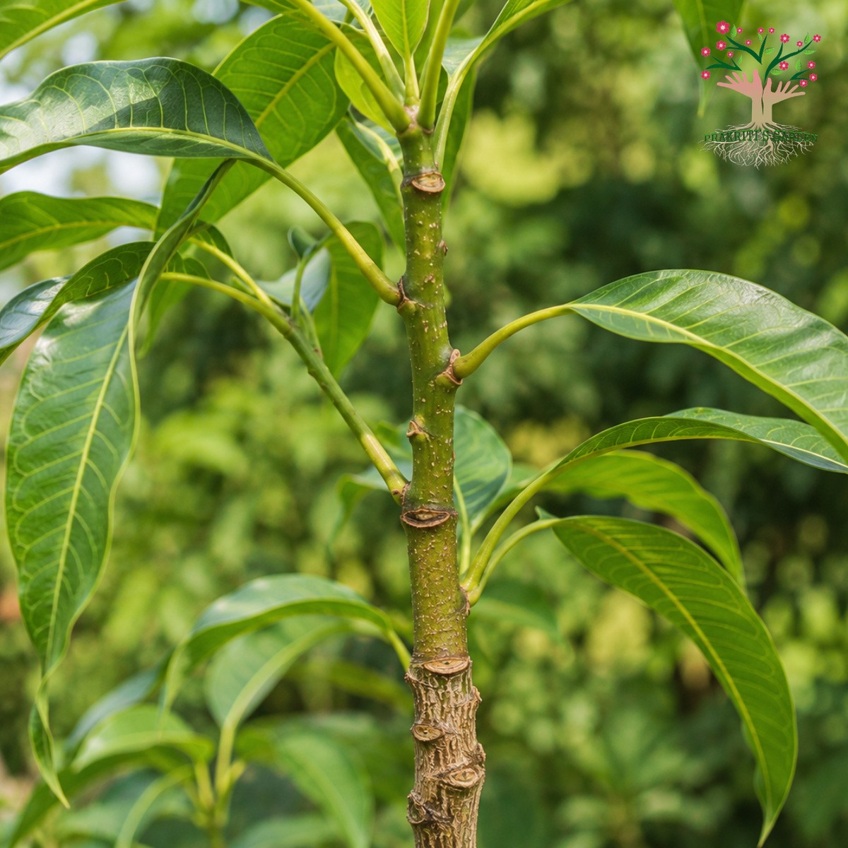 Mango Stem Bark – 250 g