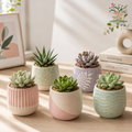 Mini Succulents in Pastel Designer Planters