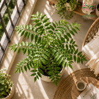 Neem Leaf Powder – 400 g