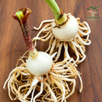 Amaryllis Lily / Striped Barbados Lily ( 1 Bulb )