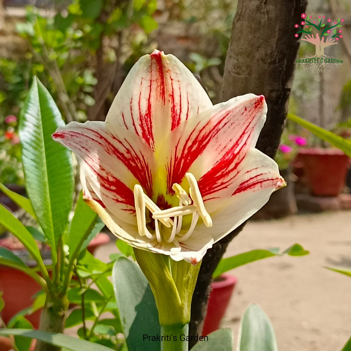 Amaryllis Lily / Striped Barbados Lily ( 1 Bulb )