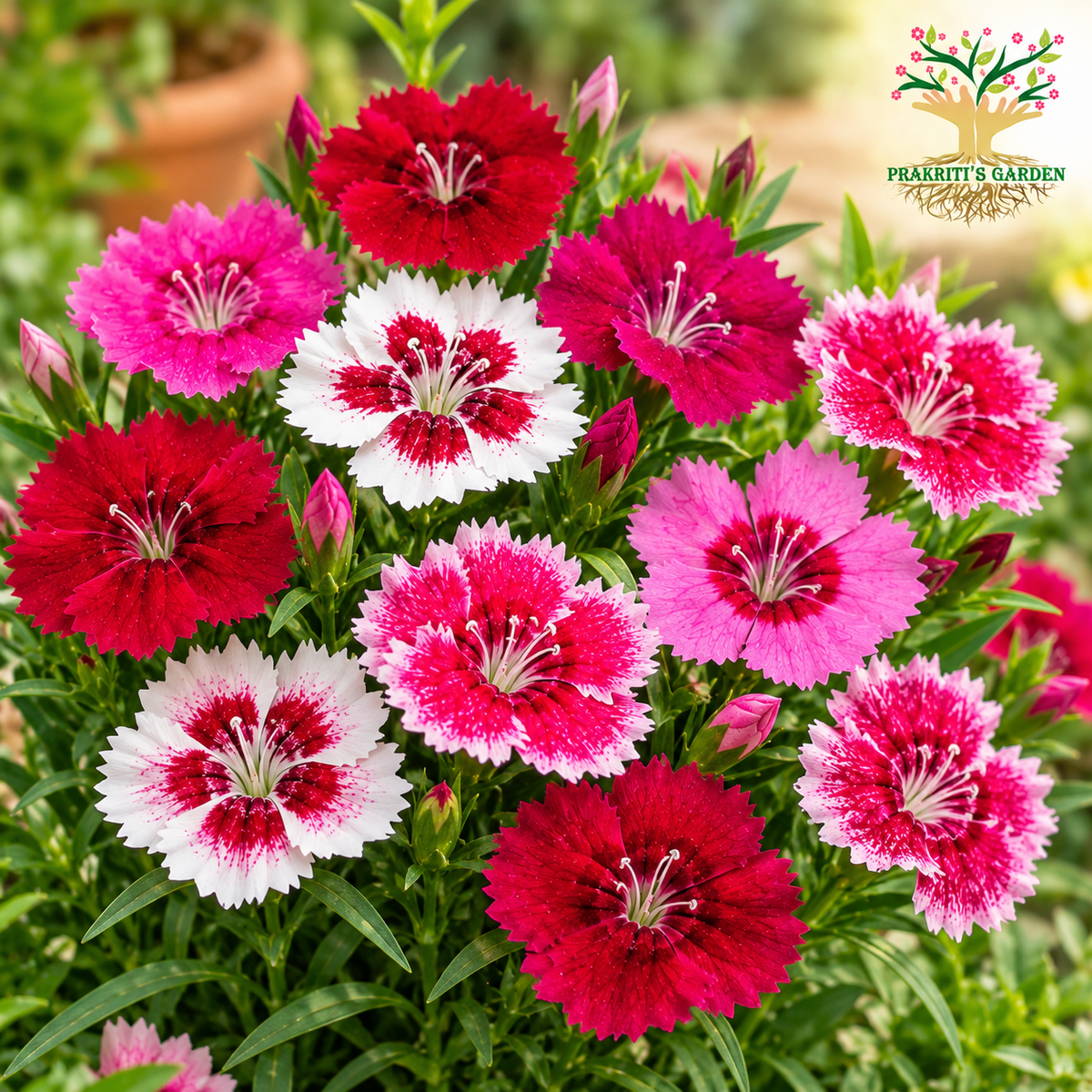 Dianthus Mix Flower Seeds ( 50 Seeds )