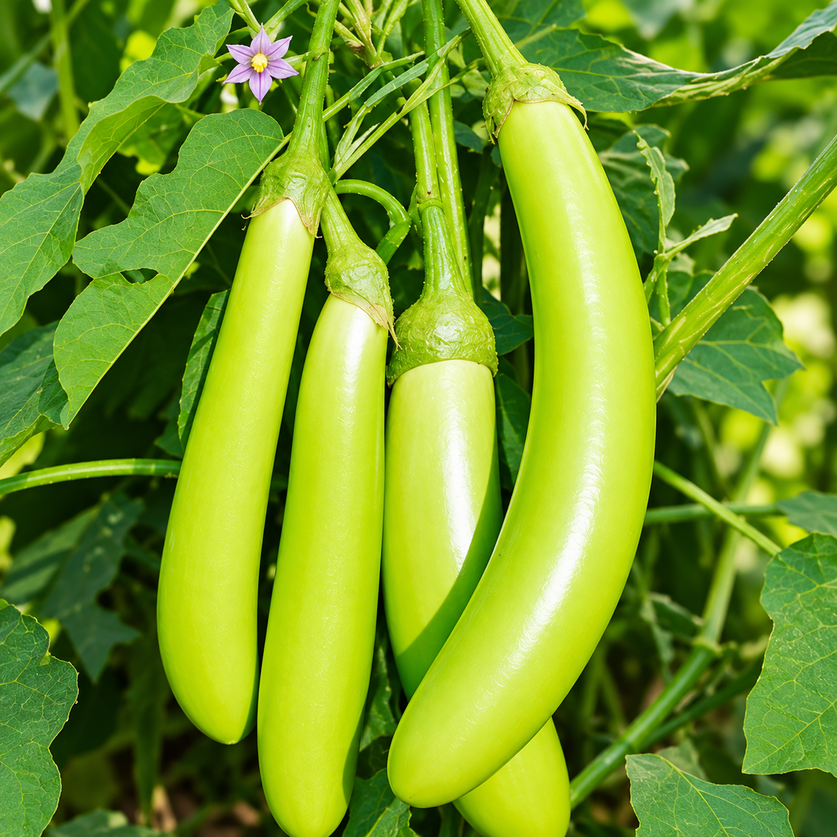 Brinjal Green Long F1 Hybrid Seeds ( 50 Seeds )