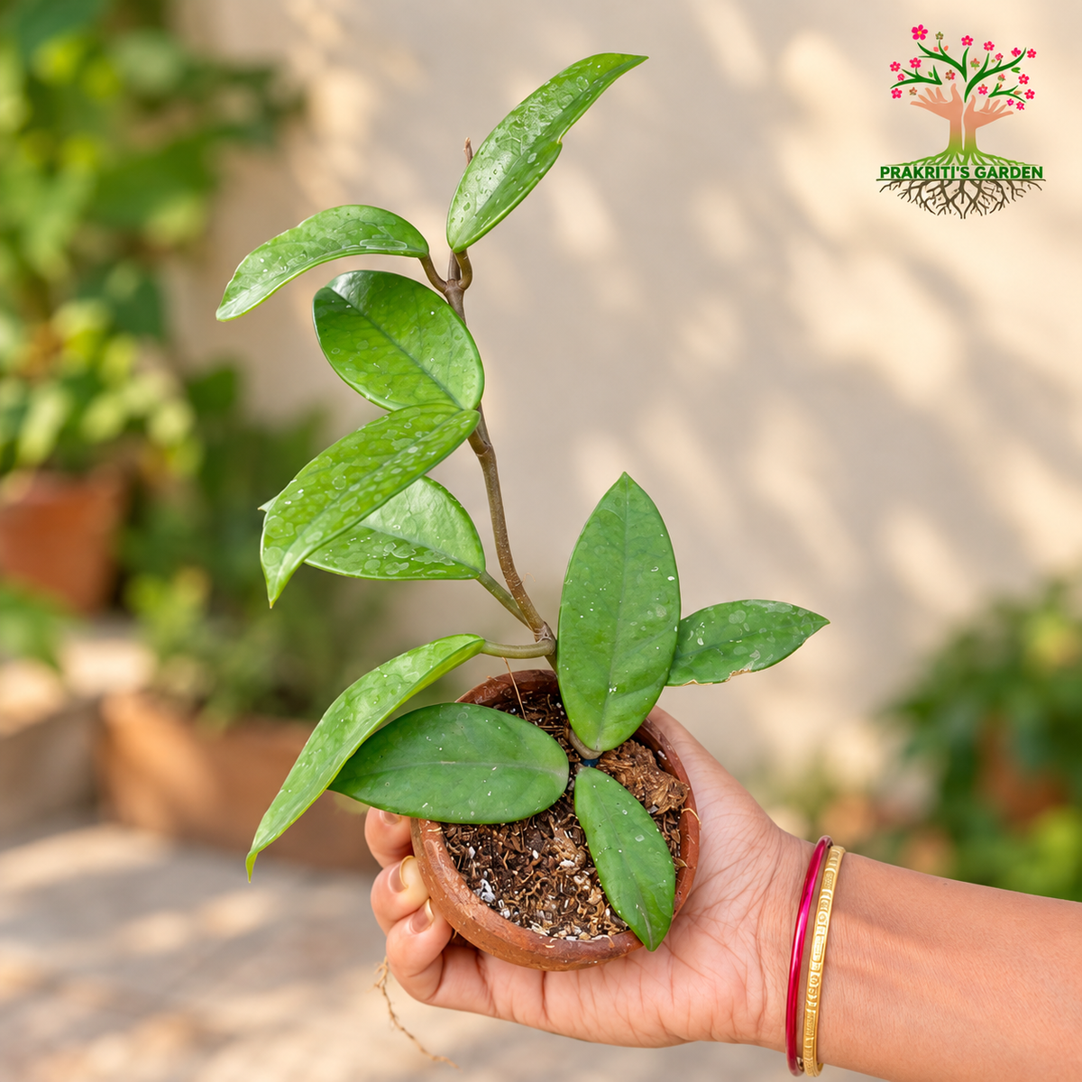Hoya carnosa / Wax Plant  ( 1 Plant )