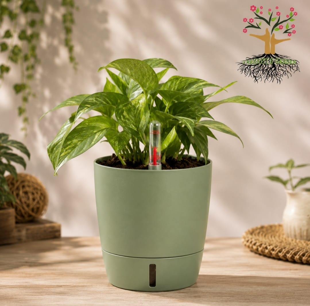 Self-Watering Pot – 4 Inches, Choose Your Colour