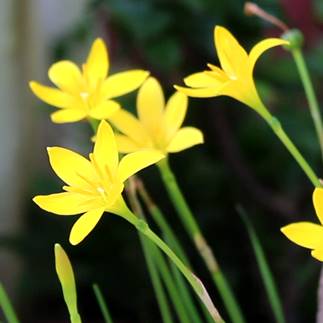 Rain Lily Citrina yellow