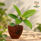 Hoya carnosa / Wax Plant  ( 1 Plant )