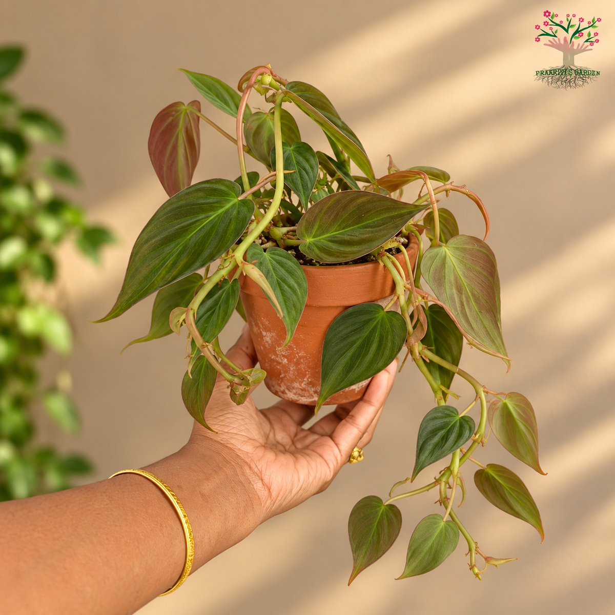 Philodendron Micans / Velvet leaf Plant ( 1 Plant )