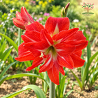 Amaryllis Lily Double-Petal Flower Red ( 1 Bulb )