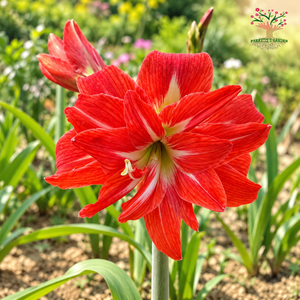 Amaryllis Lily Double-Petal Flower Red ( 1 Bulb )