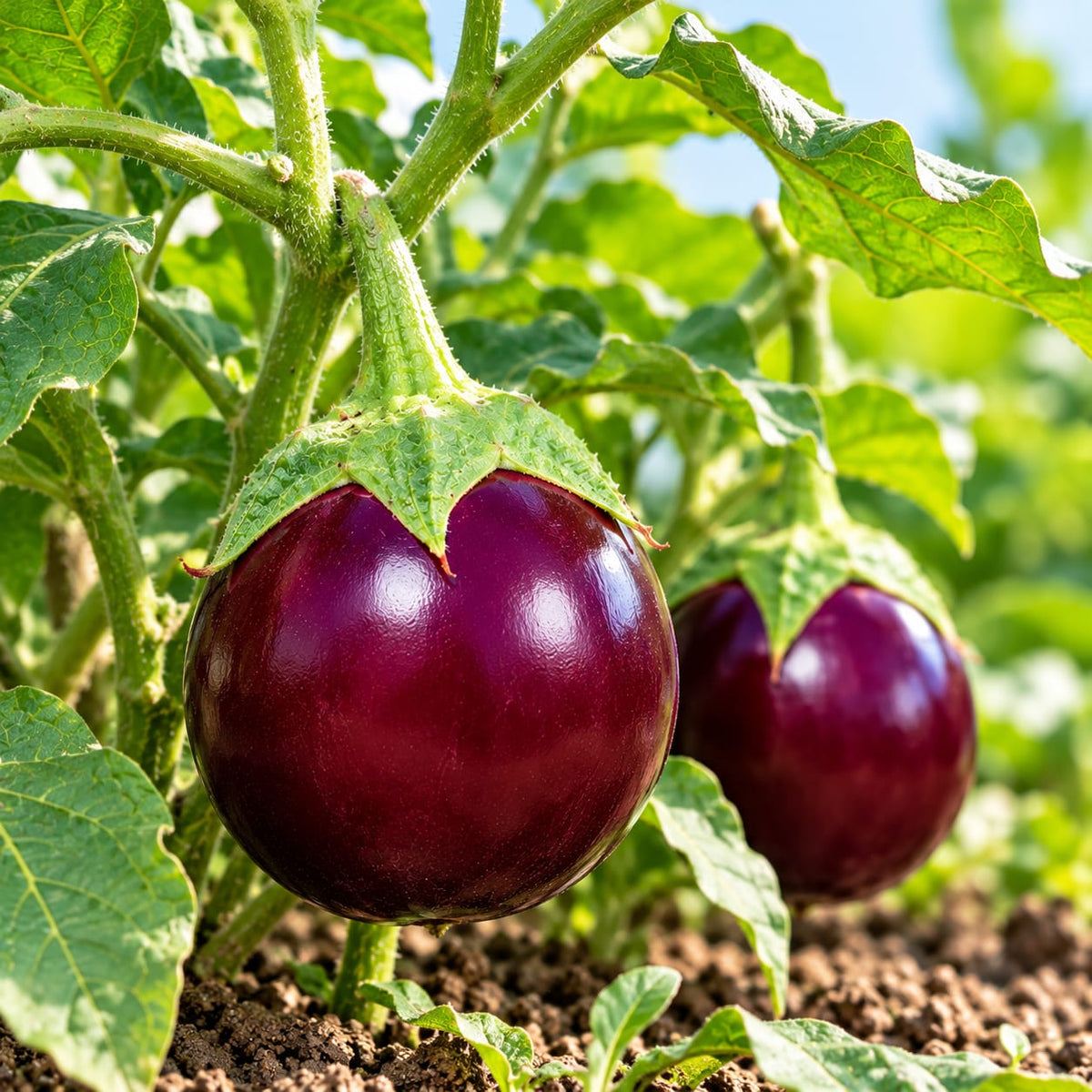 Brinjal Round Purple F1 Hybrid Seeds ( 50 Seeds )
