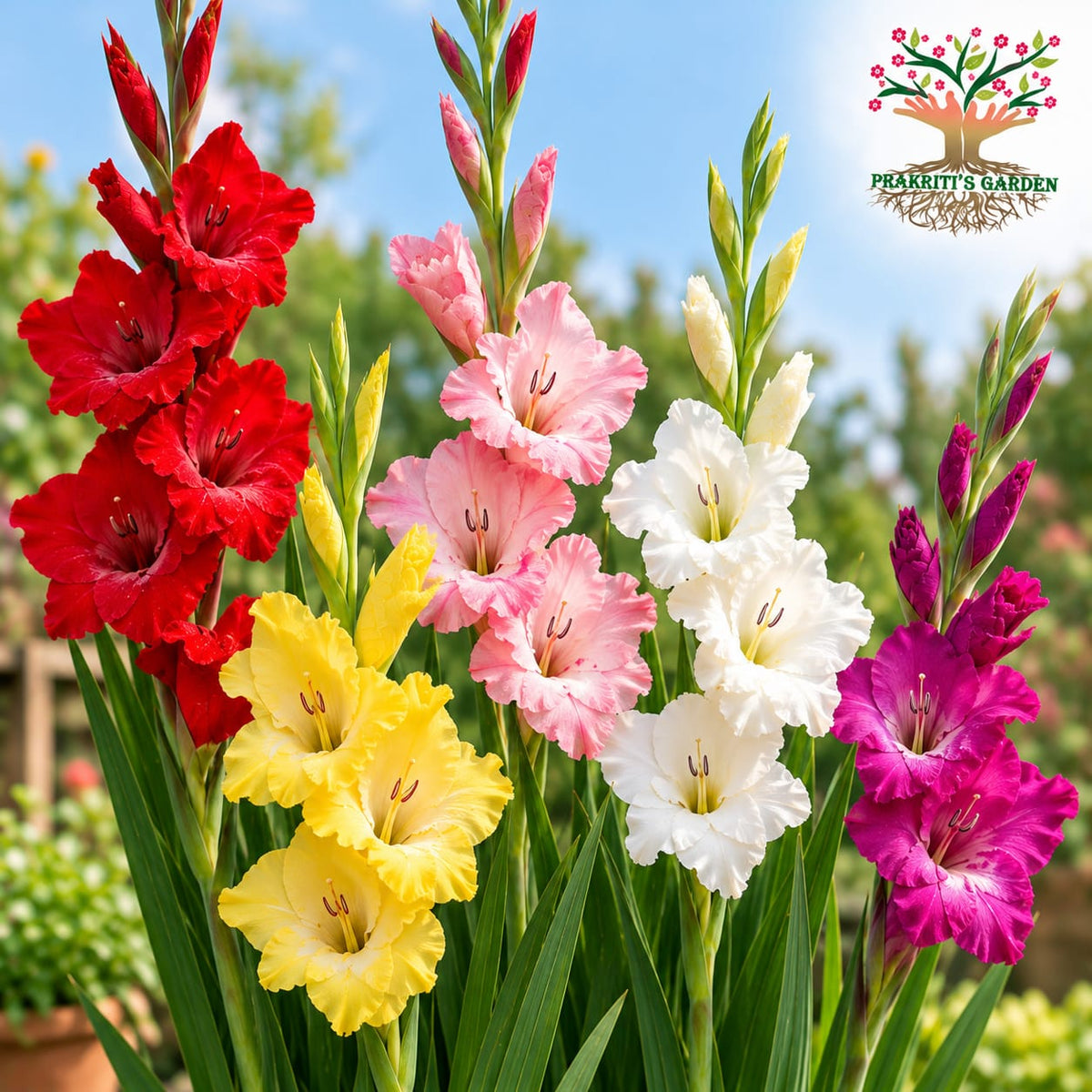 Gladiolus Mix Colour – Set of 5 Bulbs