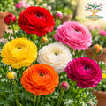 Ranunculus Mix Colour – Set of 5 Bulbs