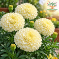 African Marigold F1 Vanilla ( 5 Seeds )
