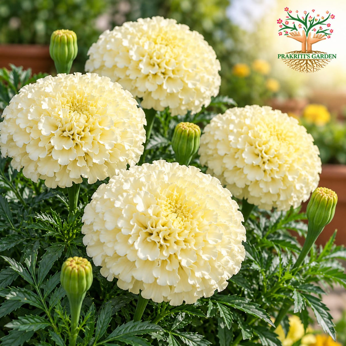 African Marigold F1 Vanilla ( 5 Seeds )