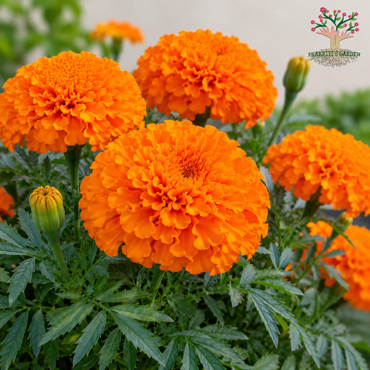 African Marigold Hawaii Orange ( 30 Seeds )