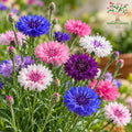 Cornflower Dwarf Polka Dot ( 30 Seeds )