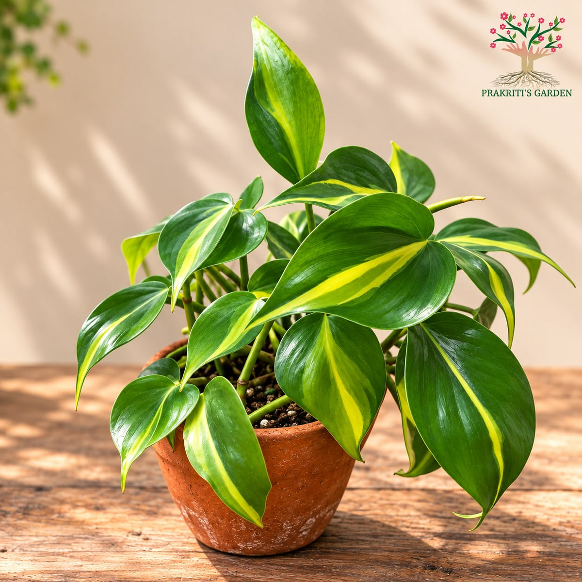 Philodendron Brasil / Sweetheart Plant ( 1 Plant )