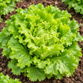 Lettuce Batavia Seeds ( 50 Seeds )