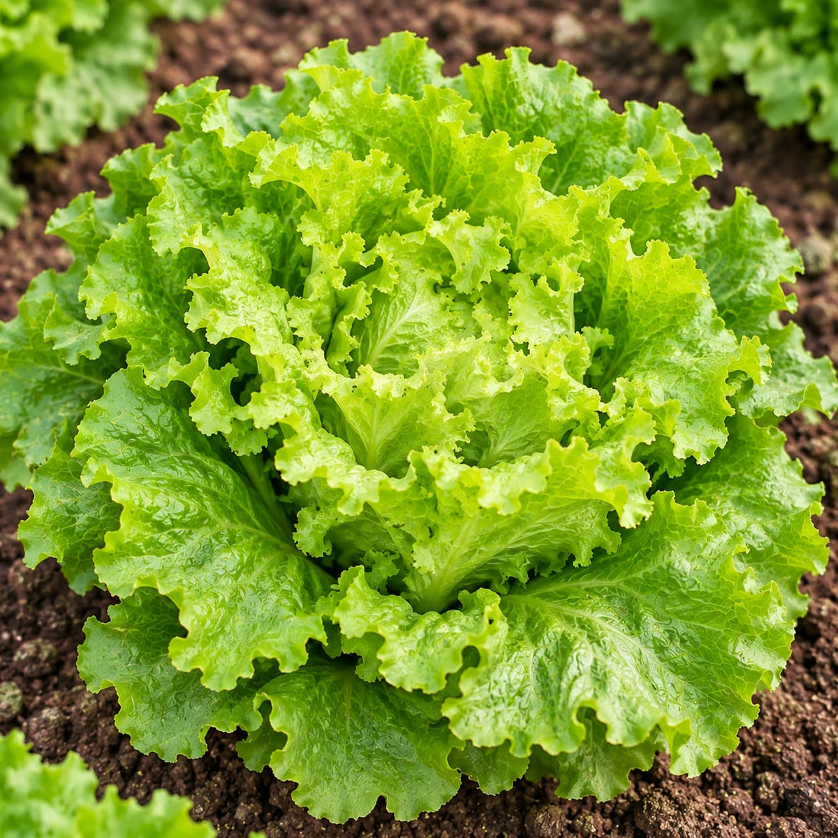 Lettuce Batavia Seeds ( 50 Seeds )