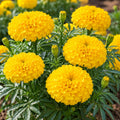 African Marigold F2 Yellow ( 30 Seeds )