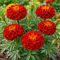 French Marigold Scarlet Red ( 30 Seeds )