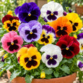 Pansy Swiss Giant Mix ( 50 Seeds )