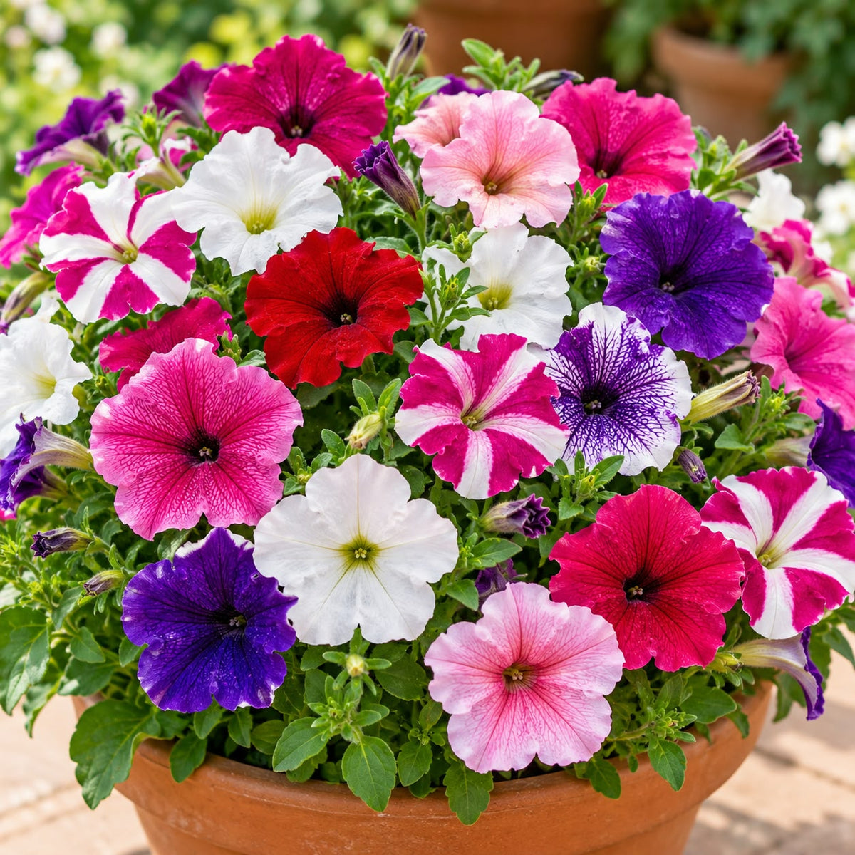 Petunia Dwarf Mix ( 50 Seeds )