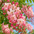 Apple Blossom Tree / Cassia Javanica ( 5 Seeds )