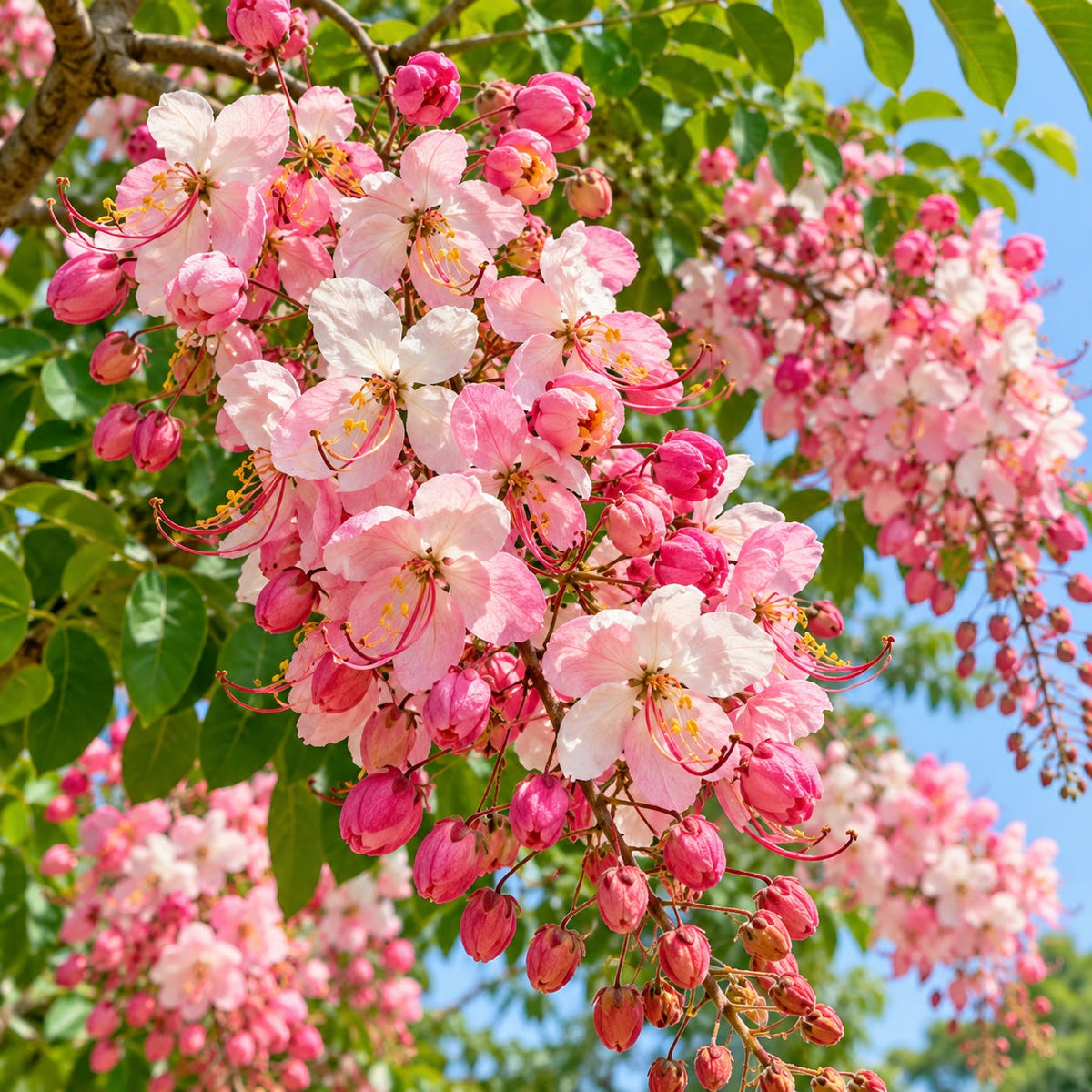 Apple Blossom Tree / Cassia Javanica ( 5 Seeds )