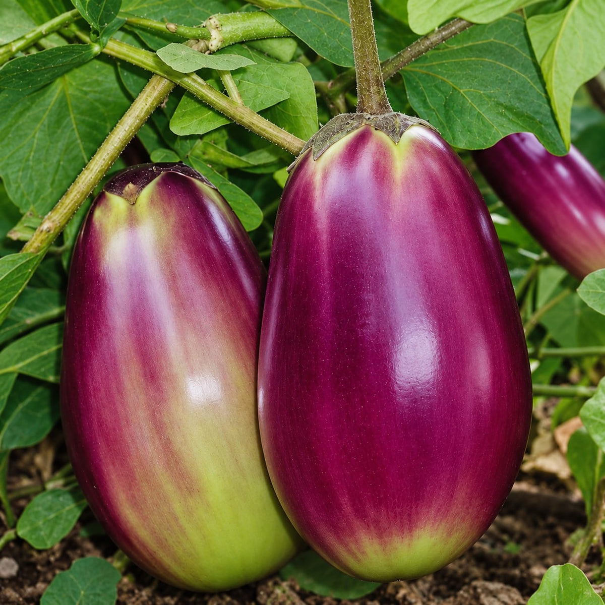 Brinjal Purple White Striped Seeds ( 50 Seeds )