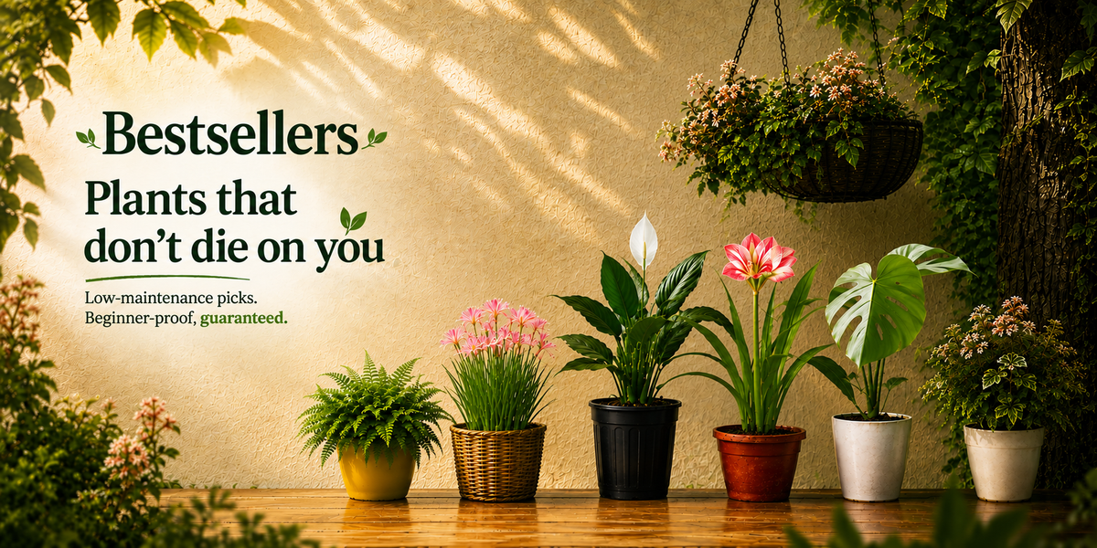 A promotional banner featuring the text 'Bestsellers Plants that don't die on you' next to a row of potted low-maintenance plants on a wooden shelf against a textured beige wall with leaf shadows.