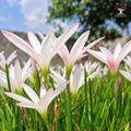 Rain Lily “Z. Blush” – Set of 5 Bulbs