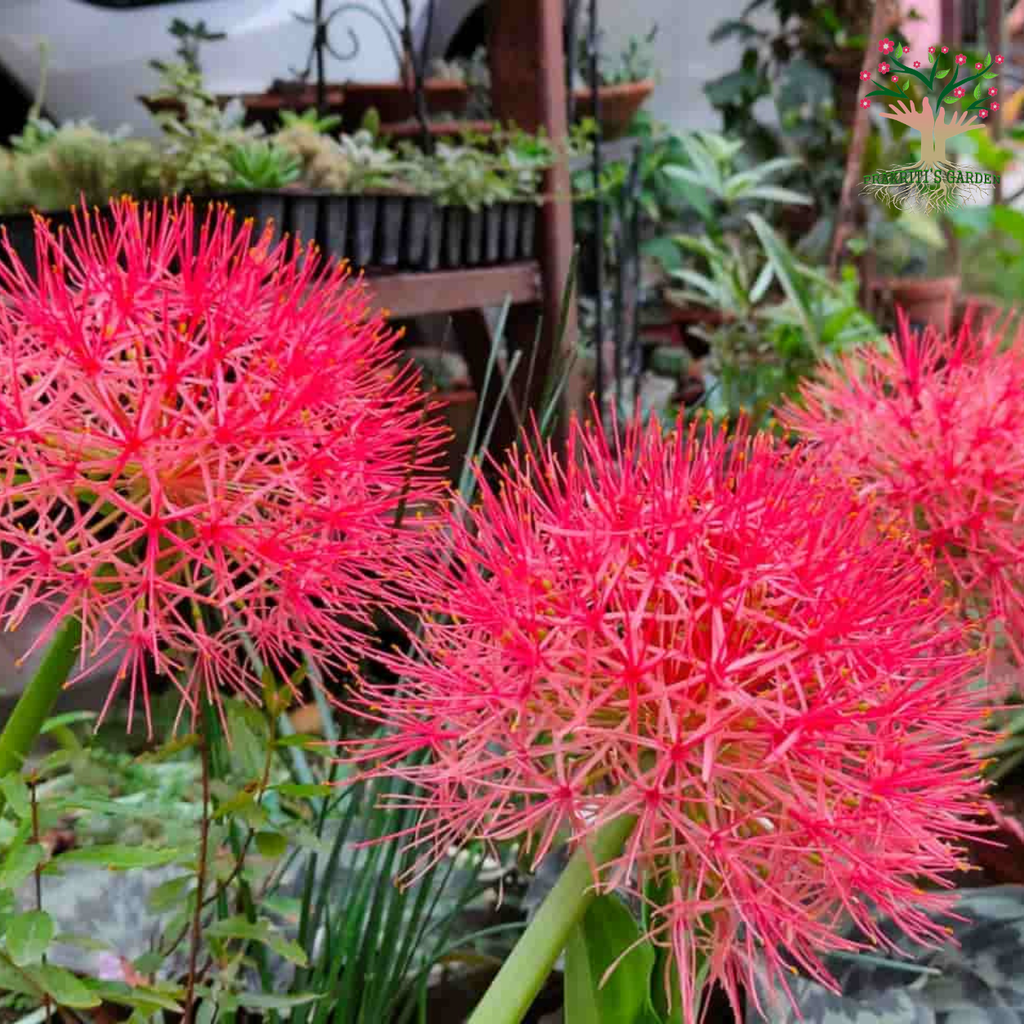 Football Lily flowers in bloom