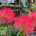 Football Lily flowers in bloom
