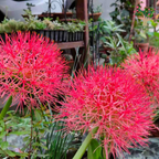 Football Lily flowers in bloom