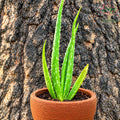 Aloe vera (gheekumari) plant in terracotta pot