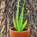Aloe vera (gheekumari) plant in terracotta pot
