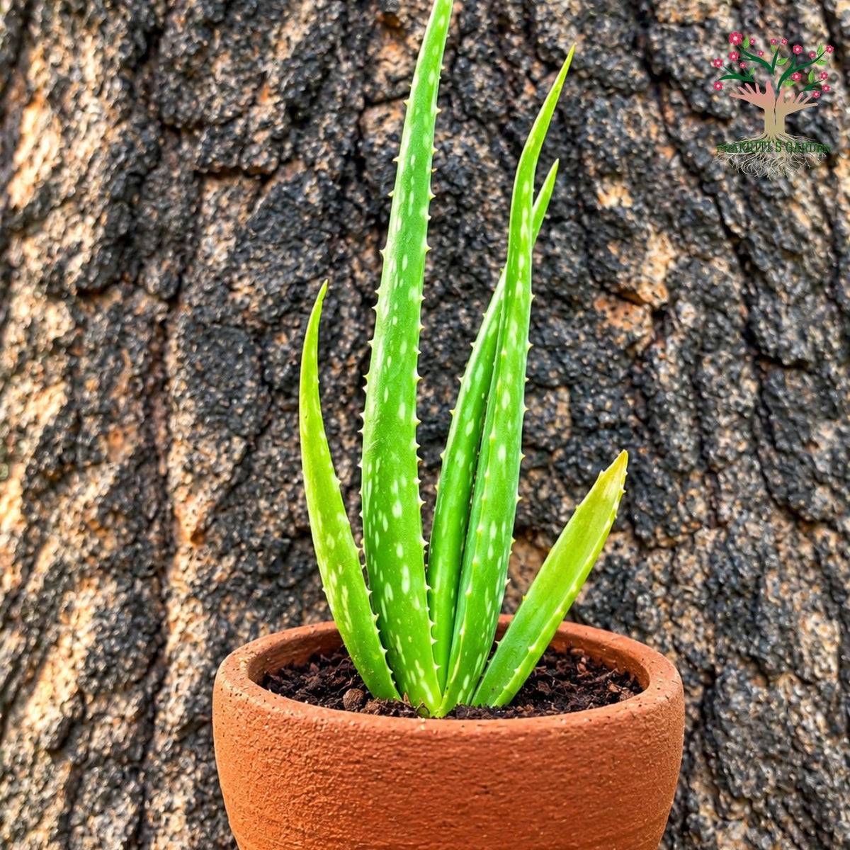 Aloe vera (gheekumari) plant in terracotta pot