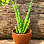 Medicinal aloe vera plant