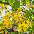 Golden shower tree (amaltas) flowers