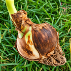 Amaryllis Lily Fairytale bulb
