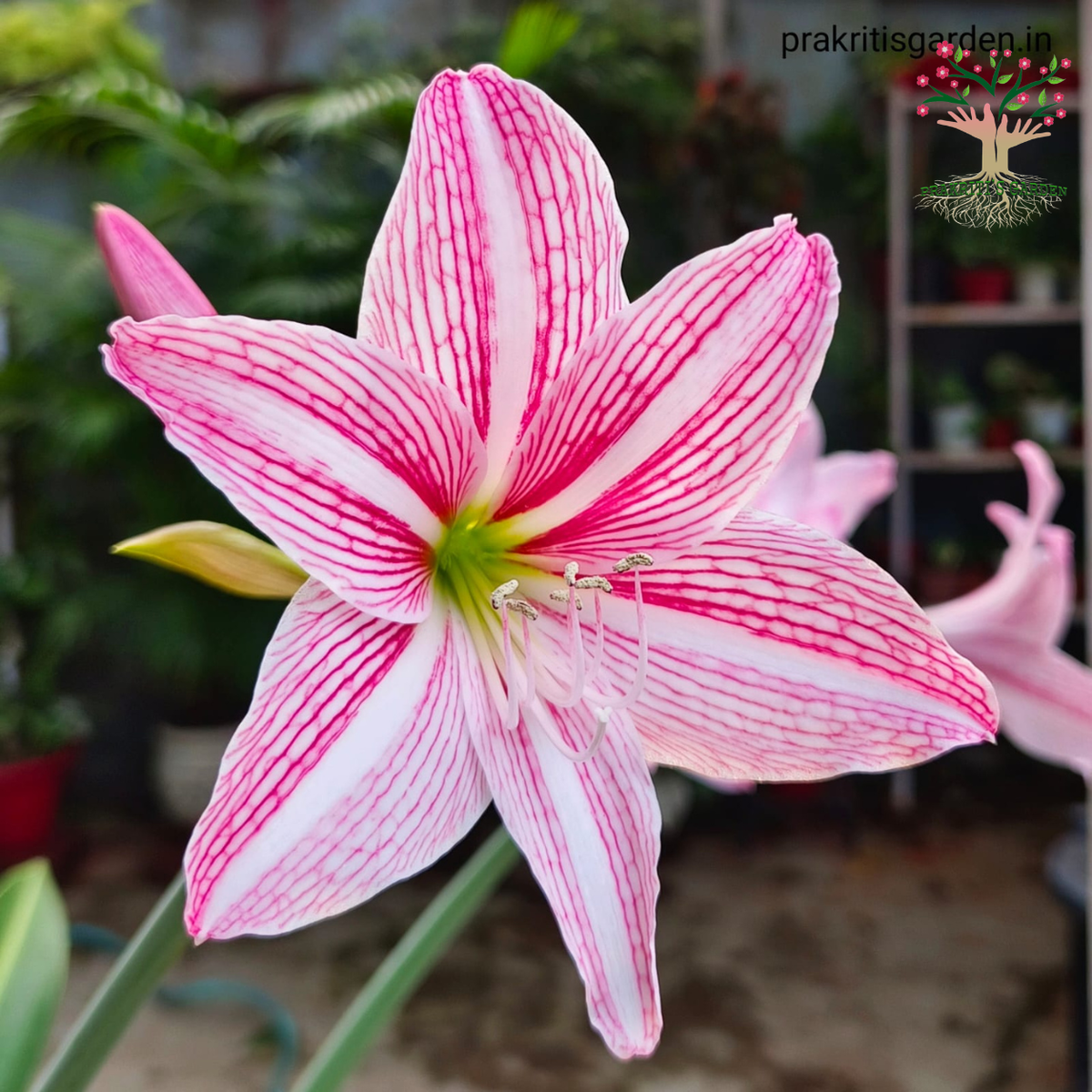 Netted-veined Amaryllis Lily flower