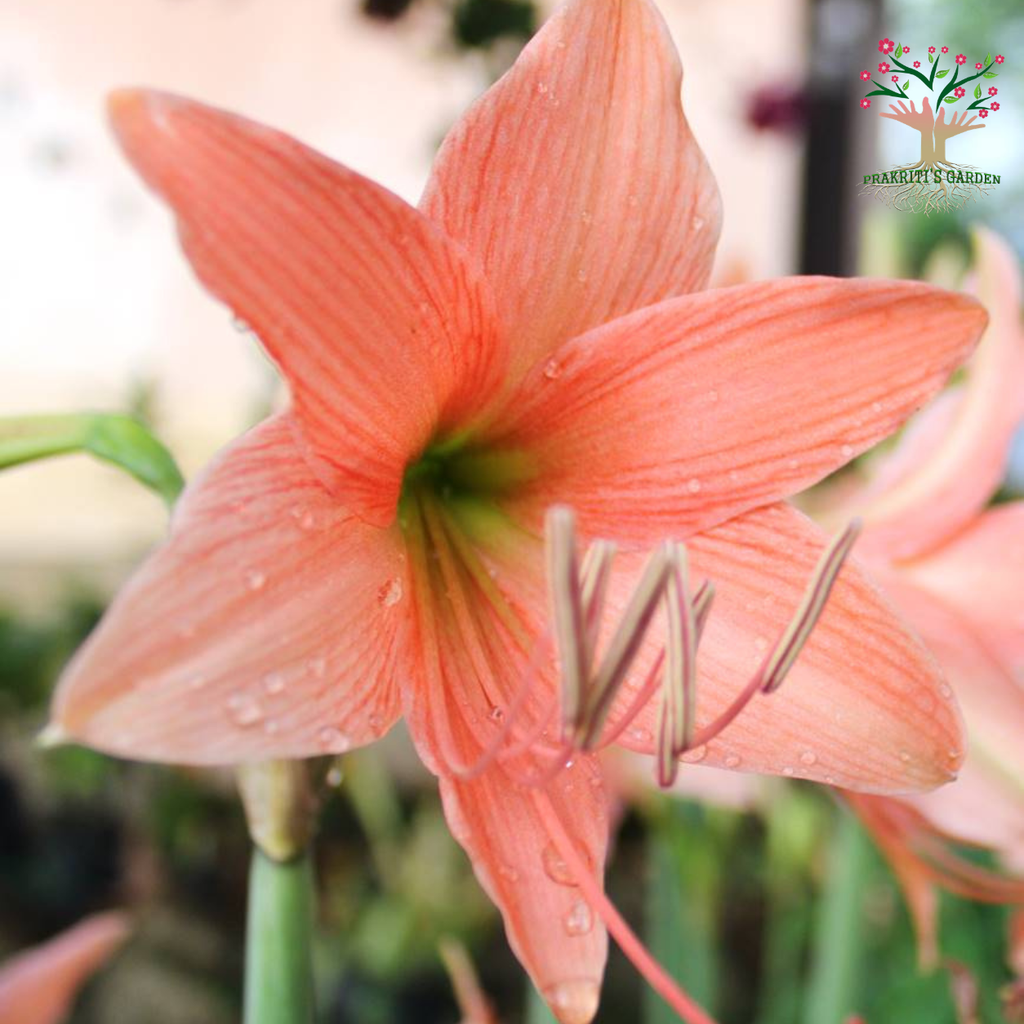 Peach Amaryllis Lily flower