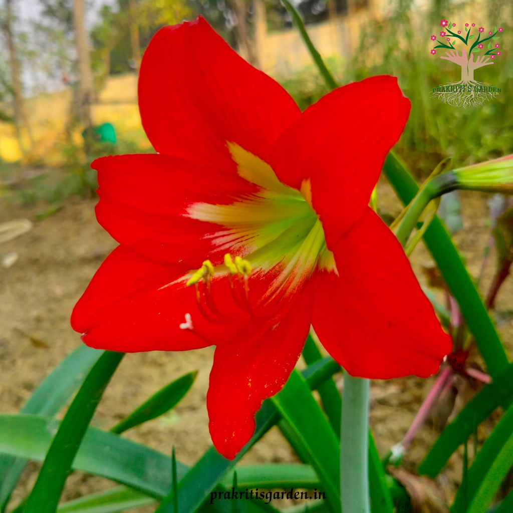 Red Amaryllis Lily in bloom